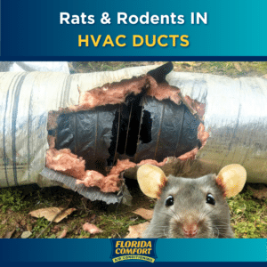 rats in air ducts